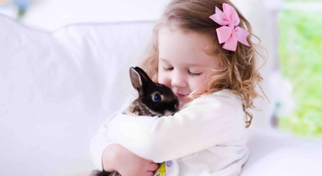 Little Girl Playing With A Real Pet Rabbit