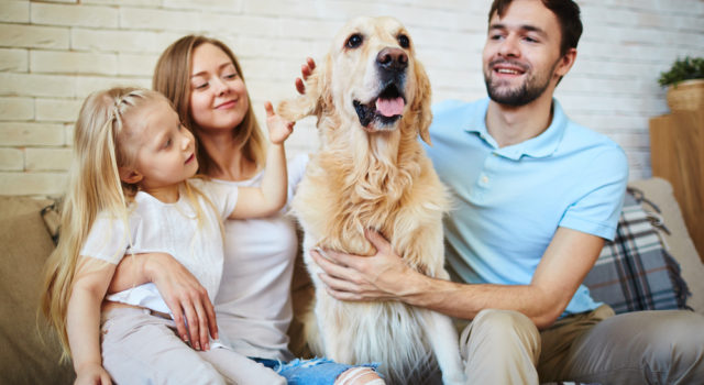 Vine-vera-best-pets-for-your-family-dogs