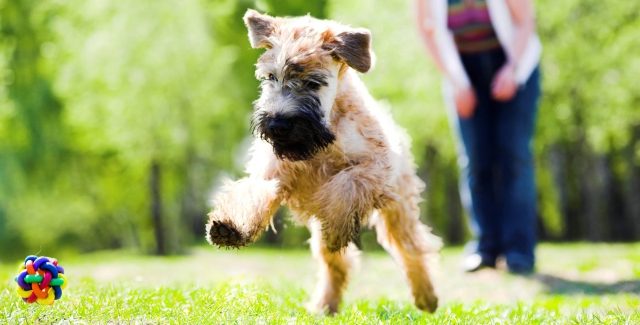 Running Dog On Green Grass And Ball (Irish Soft Coated Wheaten Terrier)
